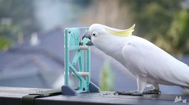 How can you make your parrot happy and occupied?