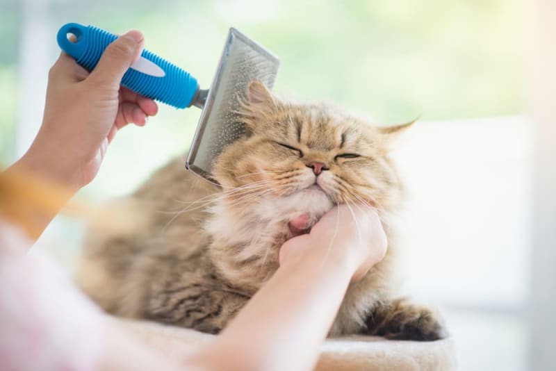 3 Reasons Why Grooming Your Senior Feline is Essential