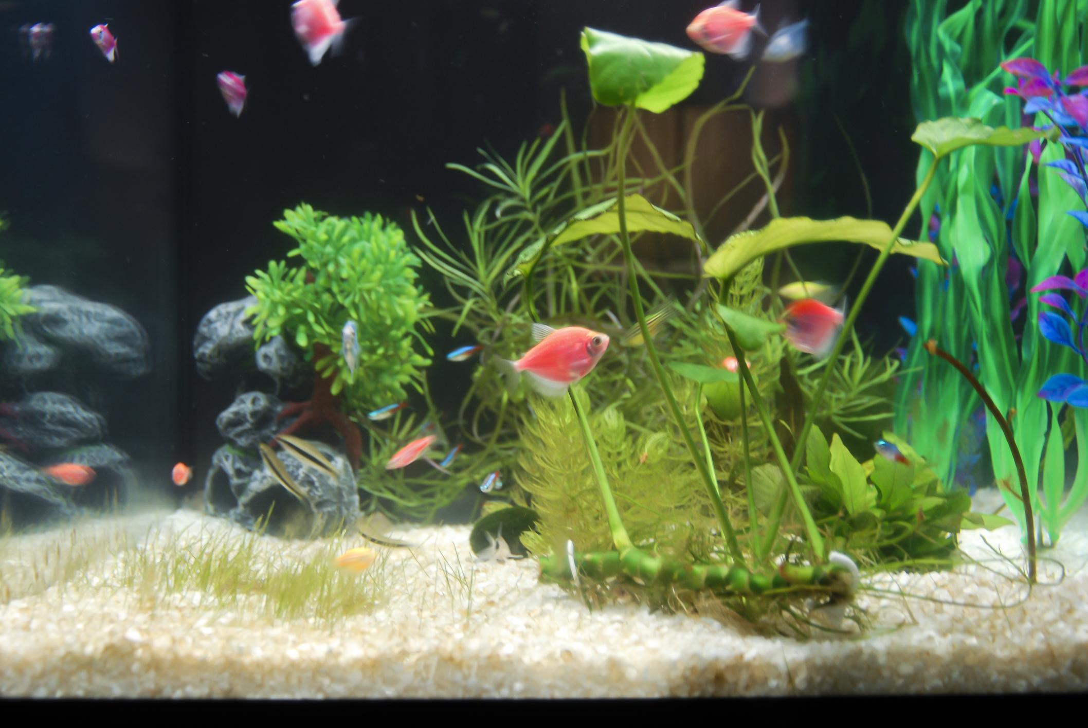 Fish Care Guide: How to Keep Aquarium Fish Healthy and Thriving